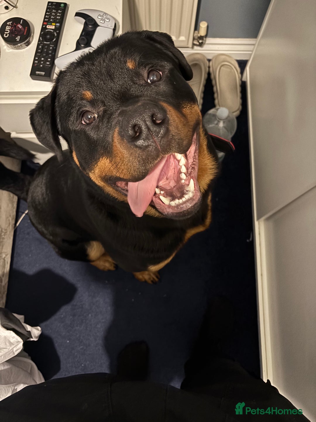 Rottweiler dogs for sale: Rottweier puppy  - Advert 3