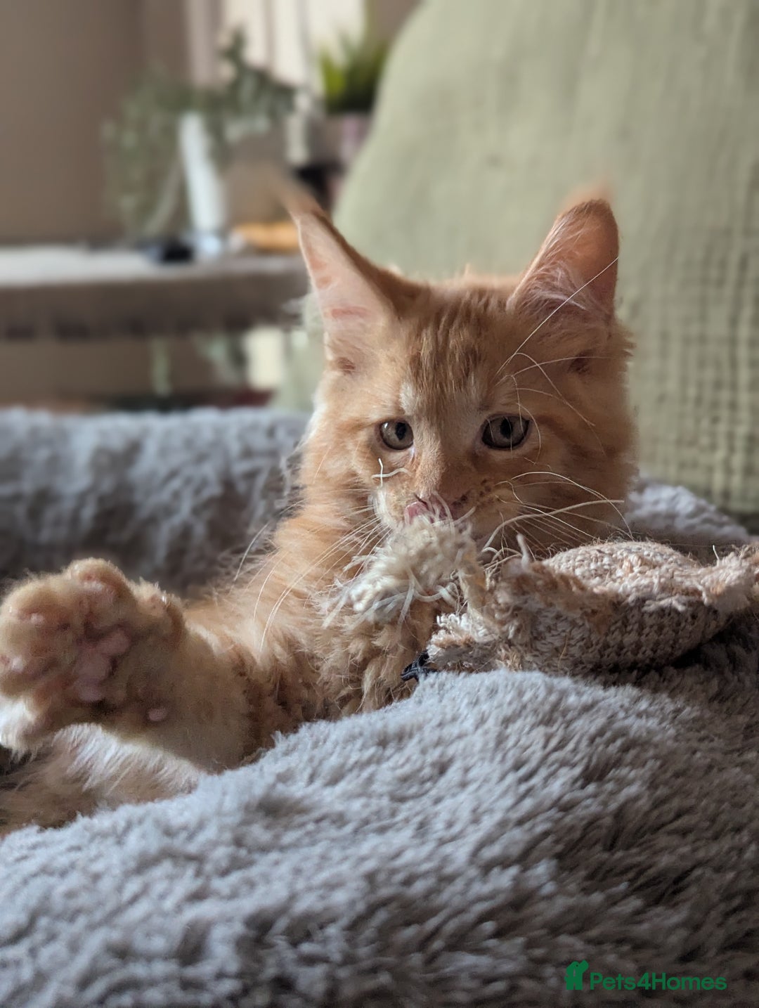 Maine Coon cats for sale: Maine Coon Kittens - Image 3