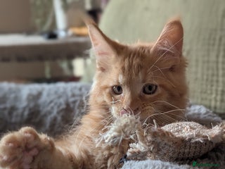 Maine Coon cats - Advert 4