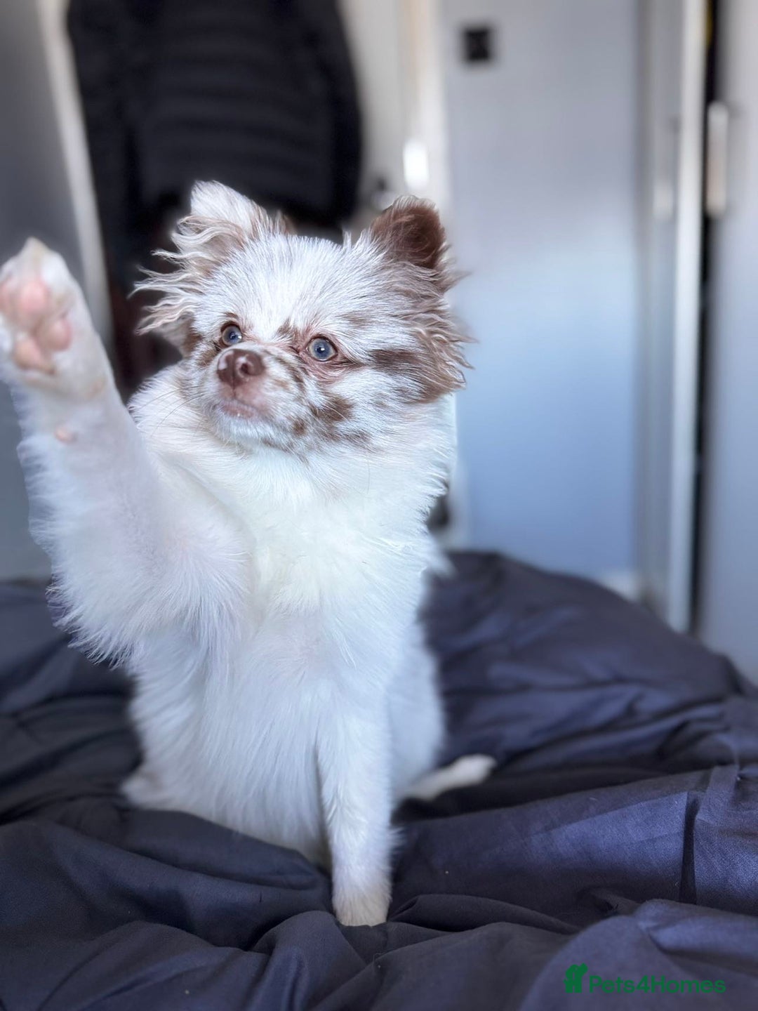 Pomeranian dogs for stud: Obi (for stud only)  - Image 3