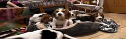 Beagle dogs for sale: DNA and KC registered beautiful puppies - Advert 6