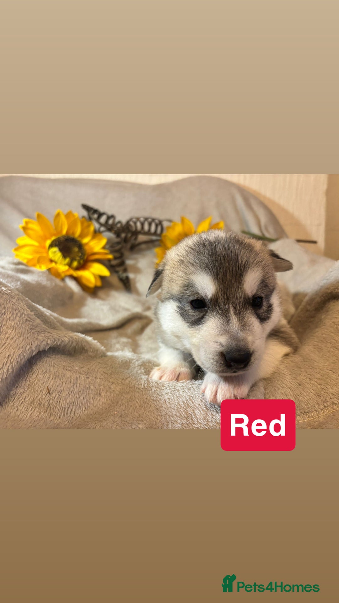 Utonagan dogs for sale: 8 Huskey malamutes  - Image 7