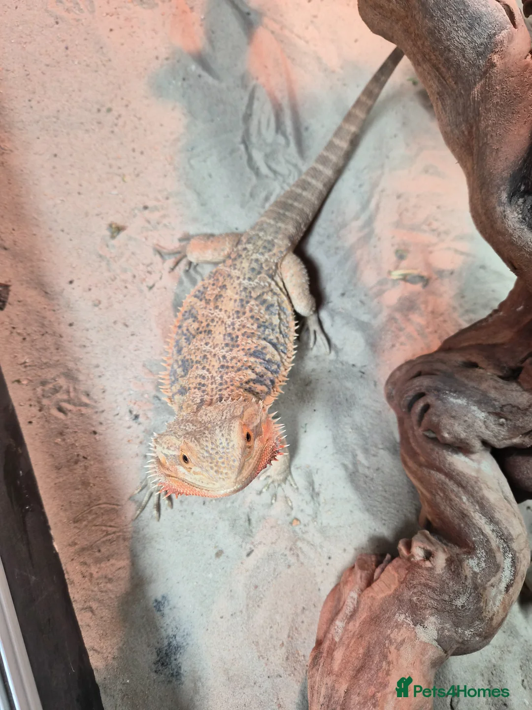 Bearded Dragon reptiles for sale: 2 year old Bearded Dragon in Stockport - Advert 1