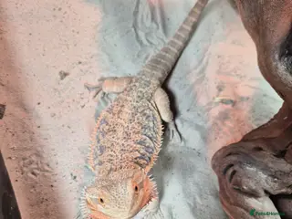 Bearded Dragon reptiles 2 year old Bearded Dragon - Advert 1