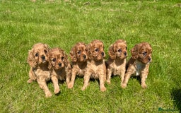Cavalier King Charles Spaniel dogs for sale: Stunning cavalier King Charles spaniel puppies. - Image 3