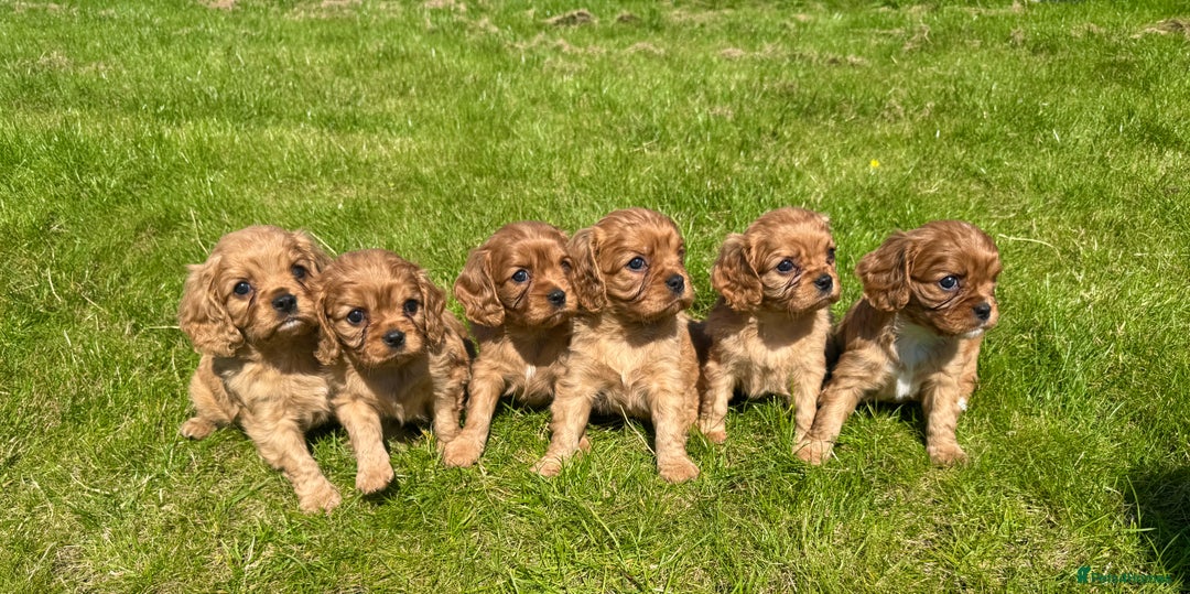 Cavalier King Charles Spaniel dogs for sale: Stunning cavalier King Charles spaniel puppies. - Image 3