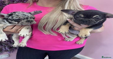 French Bulldog dogs - Advert 3