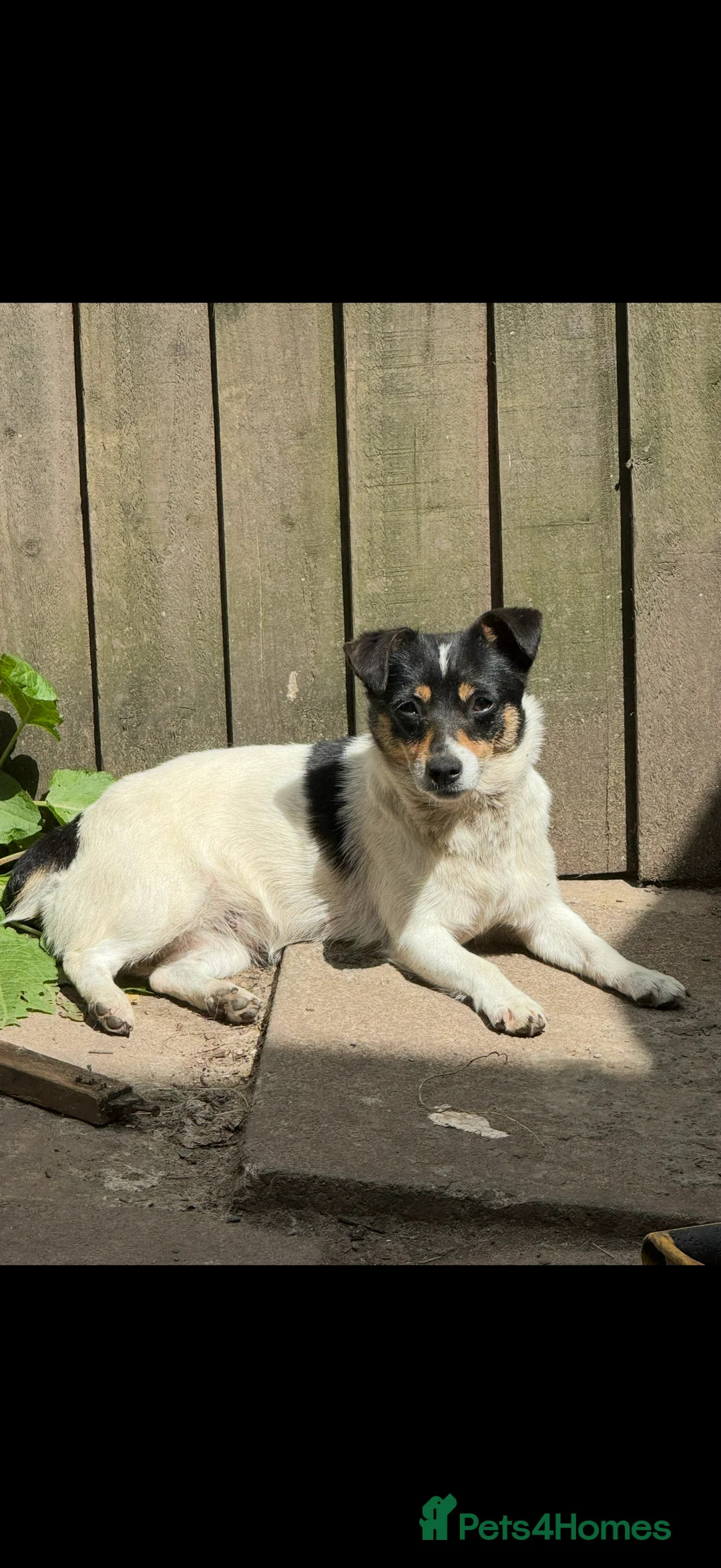 Jack Russell dogs for sale: Sweet Jack Russell females - Advert 1