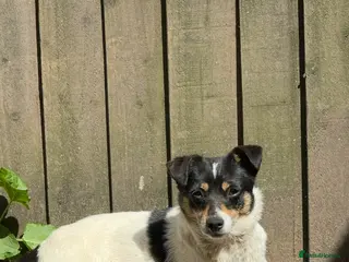 Jack Russell dogs Sweet Jack Russell females - Advert 1