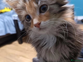 Mixed Breed cats - Advert 12