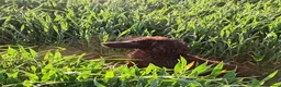 Sprocker dogs for sale: Working Sprocker Chocolate Puppies for sale - Advert 24