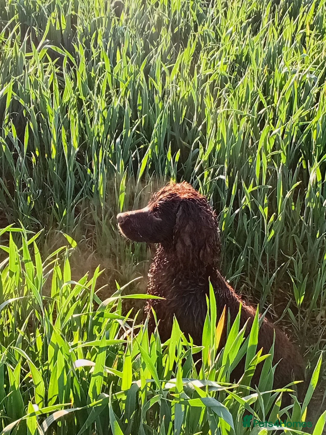 Sprocker dogs for sale: Working Sprocker Chocolate Puppies for sale - Advert 24