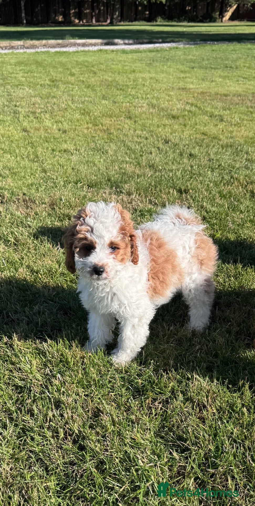 Cavapoo dogs  🐾 Two Beautiful F1b Cavapoos Ready To Go - Advert 2