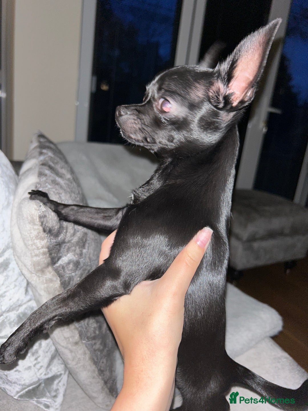 Chihuahua dogs for sale: Black Chihuahua  - Advert 5