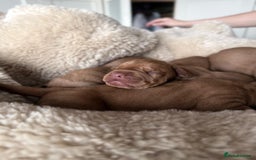 Hungarian Vizsla dogs for sale:  Adorable Vizsla Puppies for Sale🐶😍❤️ - Image 21
