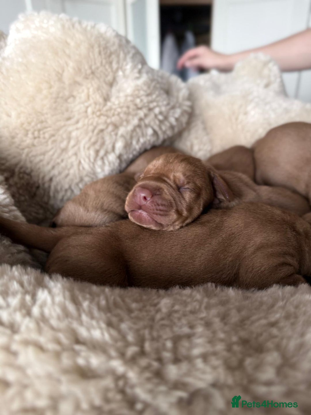 Hungarian Vizsla dogs for sale:  Adorable Vizsla Puppies for Sale🐶😍❤️ - Image 21