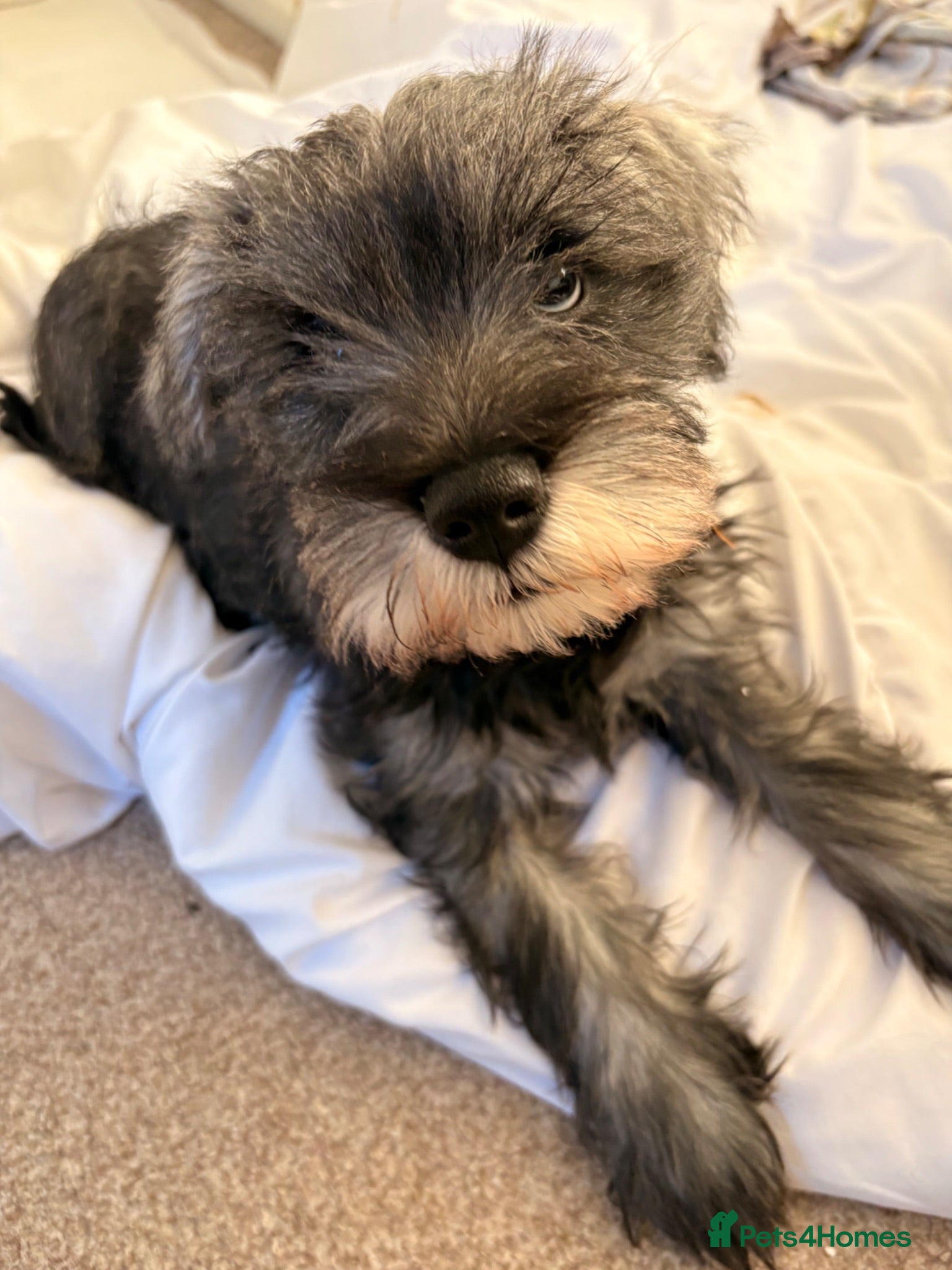 Miniature Schnauzer dogs 🩷REDUCTION SALT&PEPPER GIRL🩷 - Advert 6
