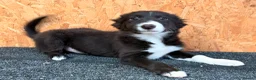 Border Collie dogs for sale: Stubleywood Border Collies - Advert 9