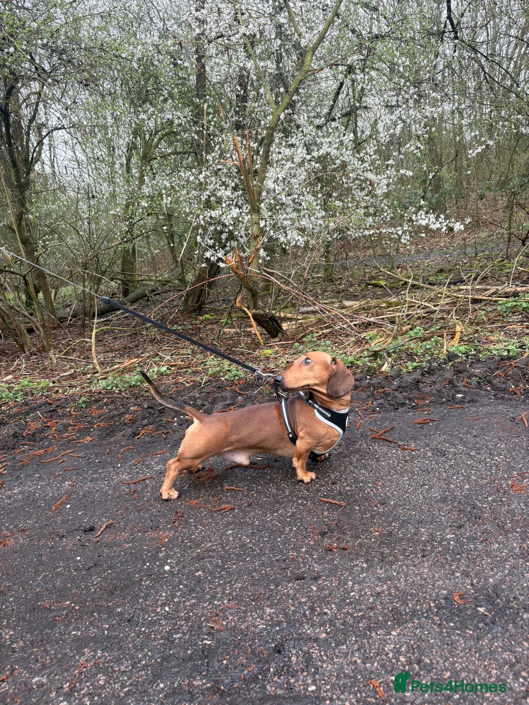 Dachshund dogs for stud: Miss s pike - Advert 2