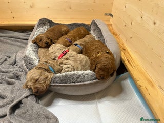 Mini Goldendoodle dogs Miniature Goldendoodle F1b Puppies - Advert 4