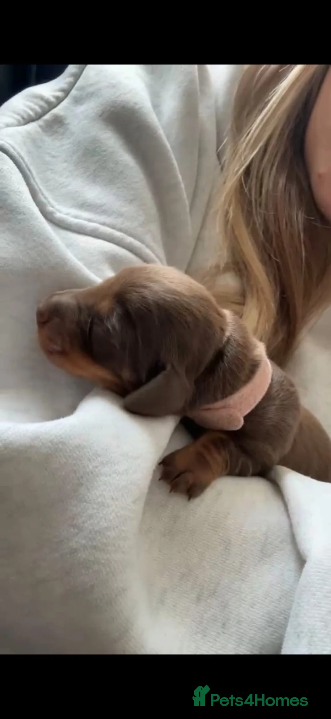 Miniature Dachshund dogs for sale: 2 beautiful female chocolate and tan girls  - Advert 3