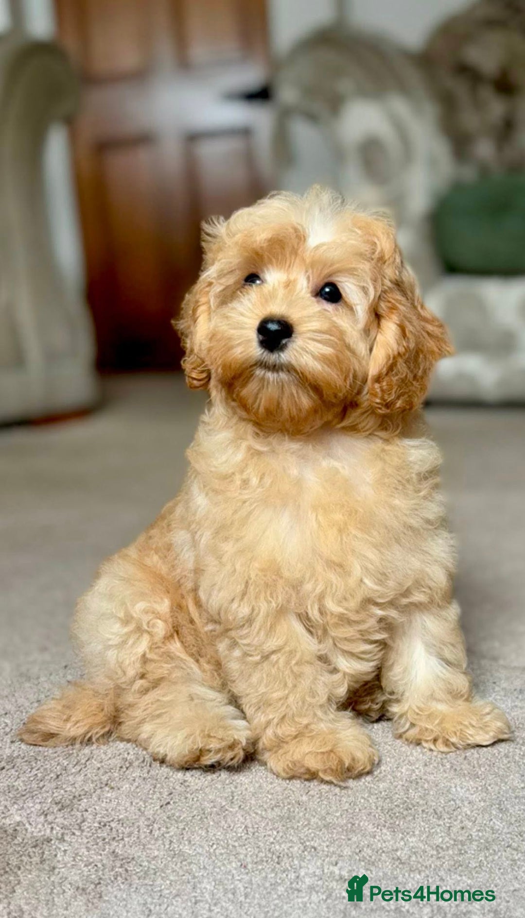 Cockapoo dogs for sale: Winnie F1b Golden Cockapoo Girl - Ready Now - Image 3