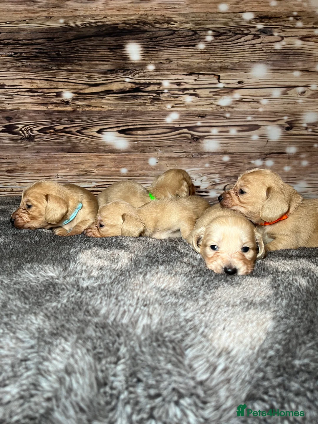 Miniature Dachshund dogs for stud: Outstanding Long Coat Cream Dachshund For Stud! in Penrith - Advert 5