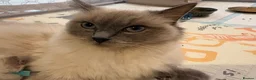 Ragdoll cats for sale: Three Stunning Blue Point Ragdoll Boys Available  - Advert 14