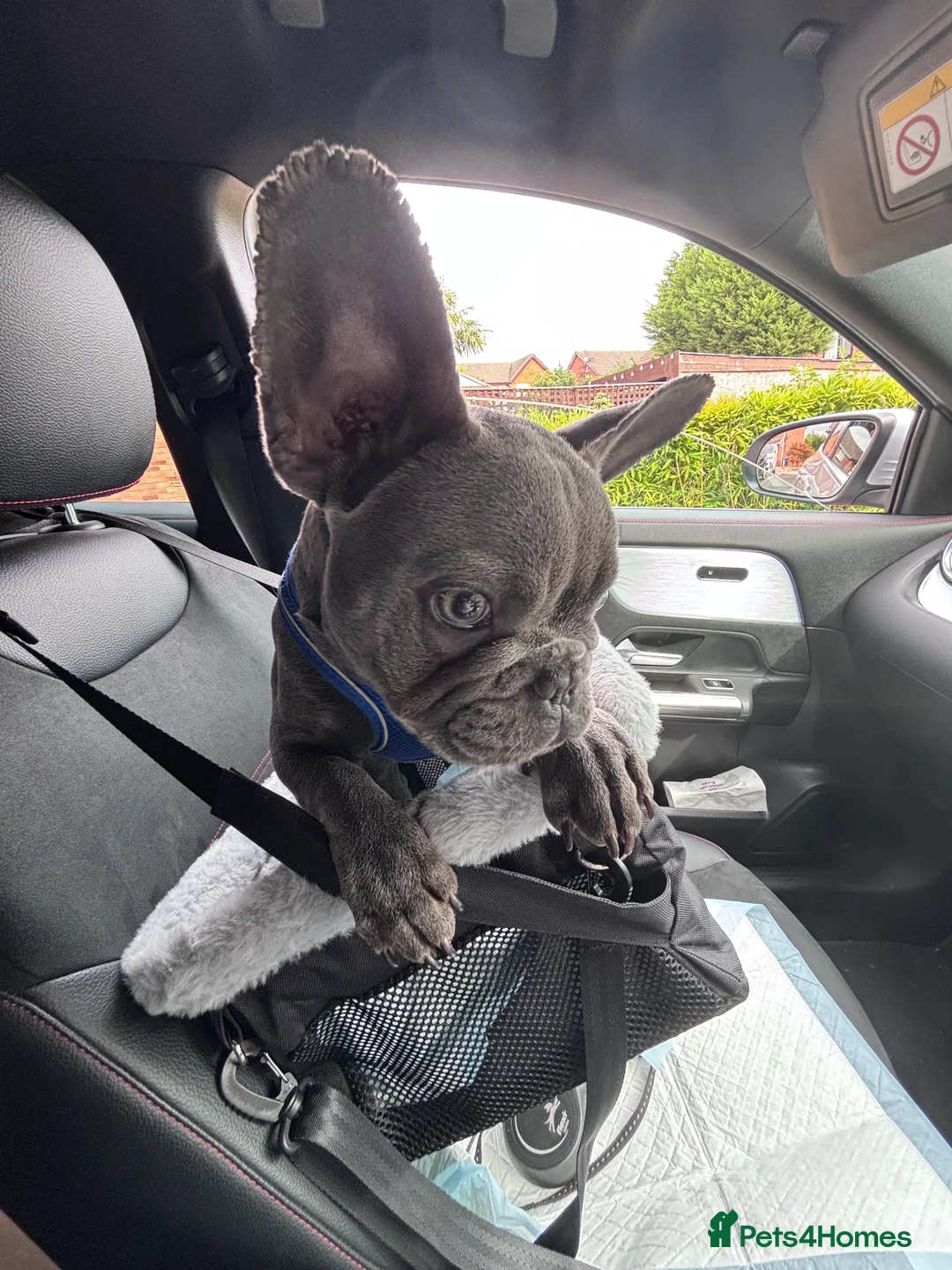 French Bulldog dogs for sale: I’m Jax in Newcastle - Advert 6