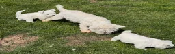 West Highland Terrier dogs for sale: Cute & Bouncy Westie Babes  - Advert 18