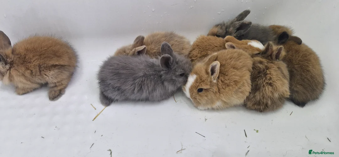 Mini Lion Lop rabbits for sale: Baby mini lop and lionhead - Advert 8
