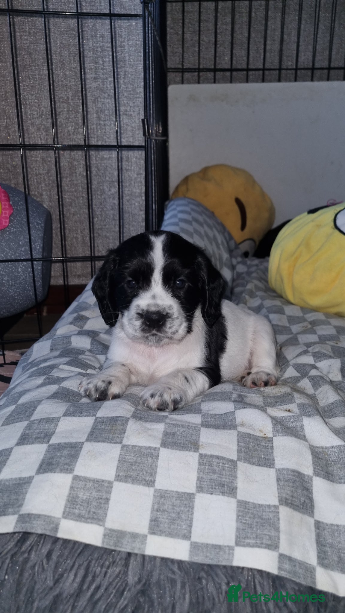 Cocker Spaniel dogs Adorable Cocker Spaniel Puppies for Sale 🐾 - Advert 2