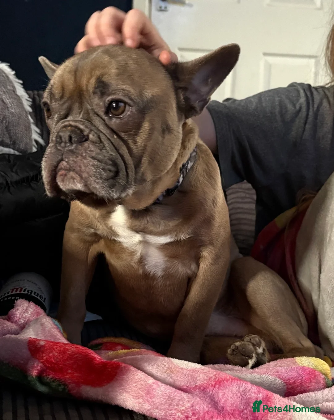 French Bulldog dogs for sale: French Bulldog - Advert 1