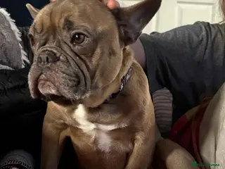 French Bulldog dogs French Bulldog - Advert 1