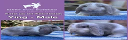 Mini Lop rabbits for sale: Mini Lop Babies - Reserve now - collect from 28/06 - Advert 2