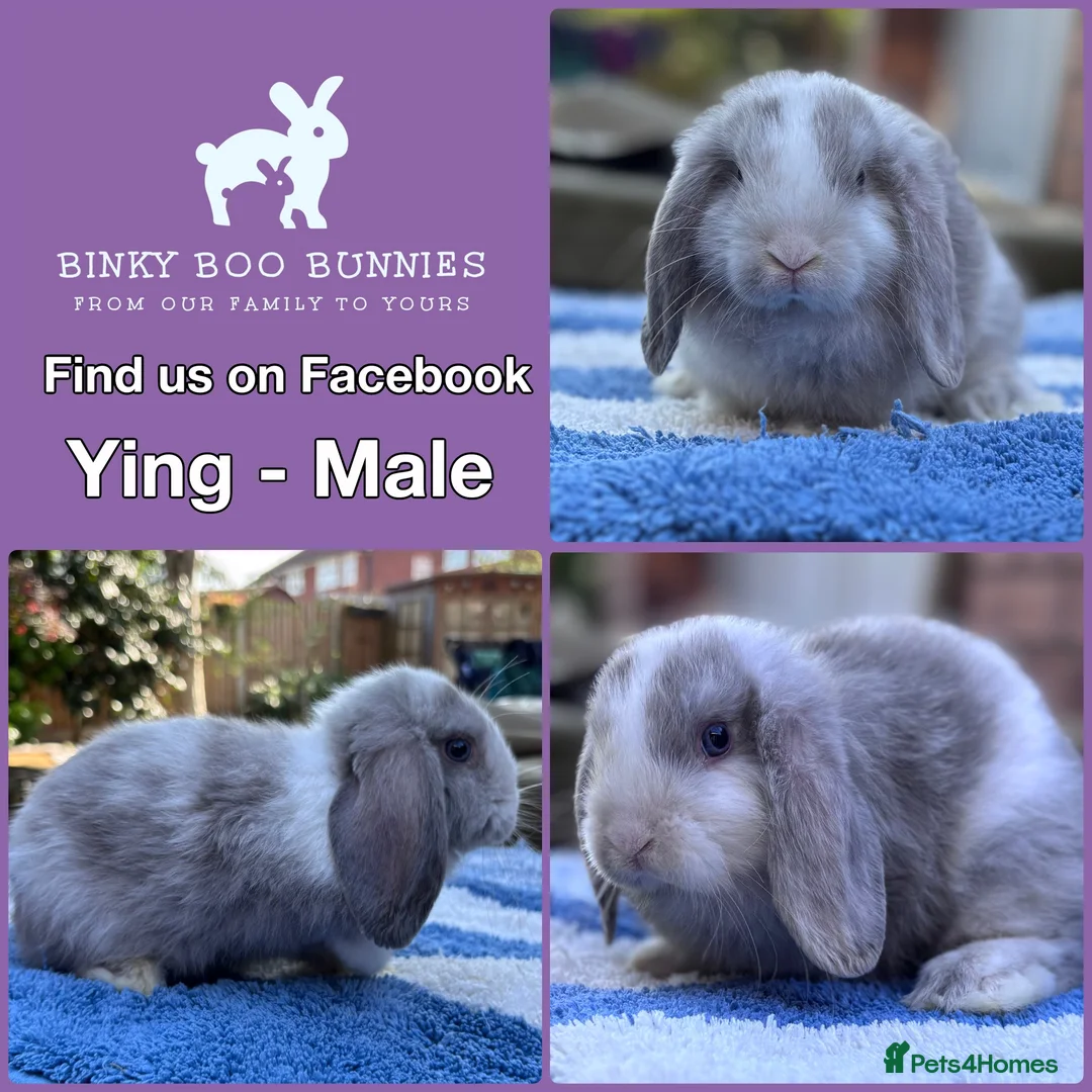 Mini Lop rabbits for sale: Mini Lop Babies - Reserve now - collect from 28/06 - Advert 2