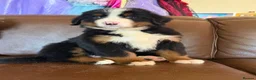 Bernese Mountain Dog dogs for sale: Kc reg Bernese puppies - Advert 2