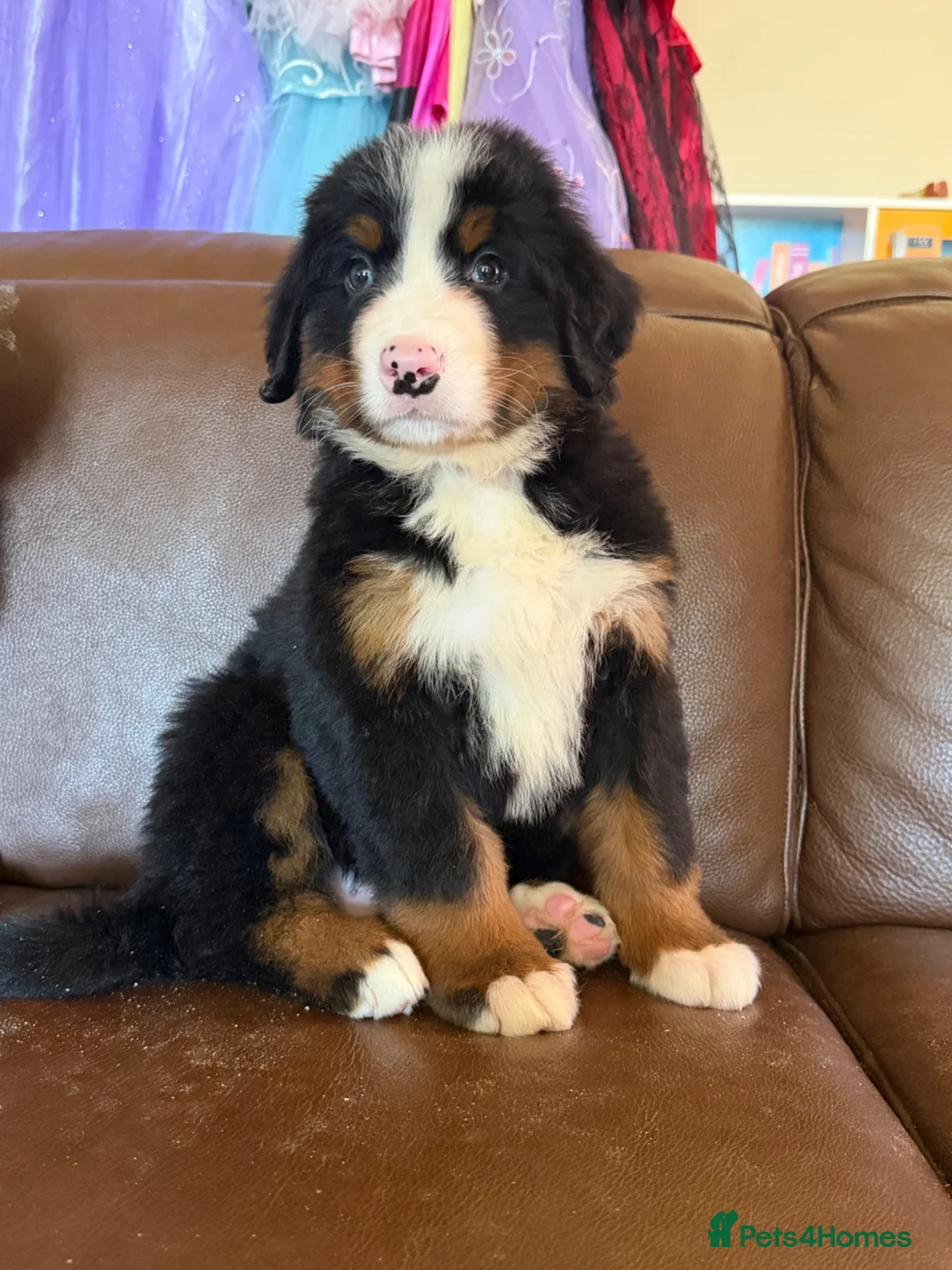 Bernese Mountain Dog dogs for sale: Kc reg Bernese puppies - Advert 2