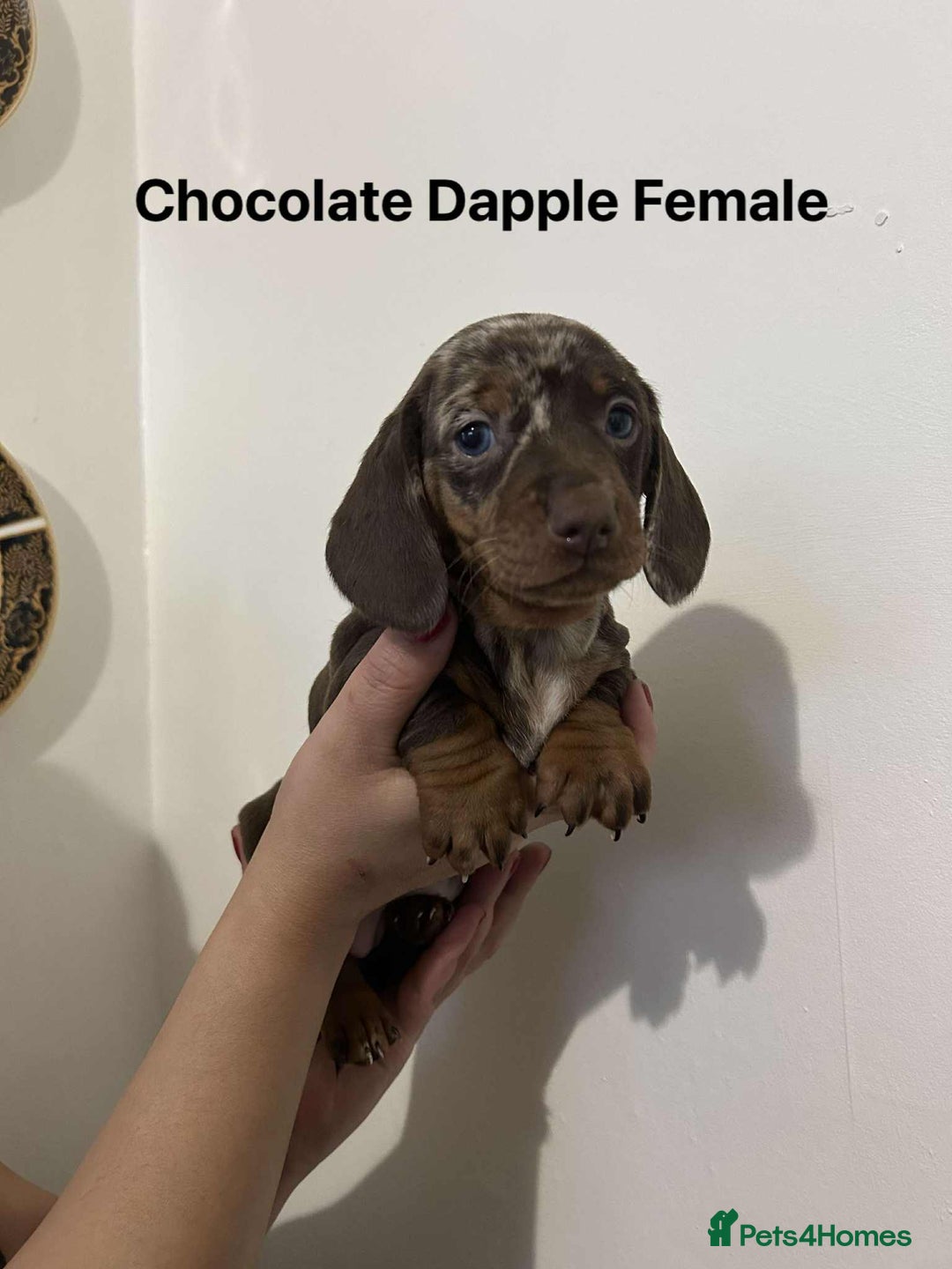Miniature Dachshund dogs for sale: Miniature Dachsunds - Advert 3