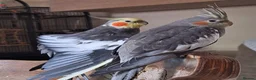 Cockatiels birds for sale: 2 Baby cockatiel boys in Liverpool area for sale - Advert 6