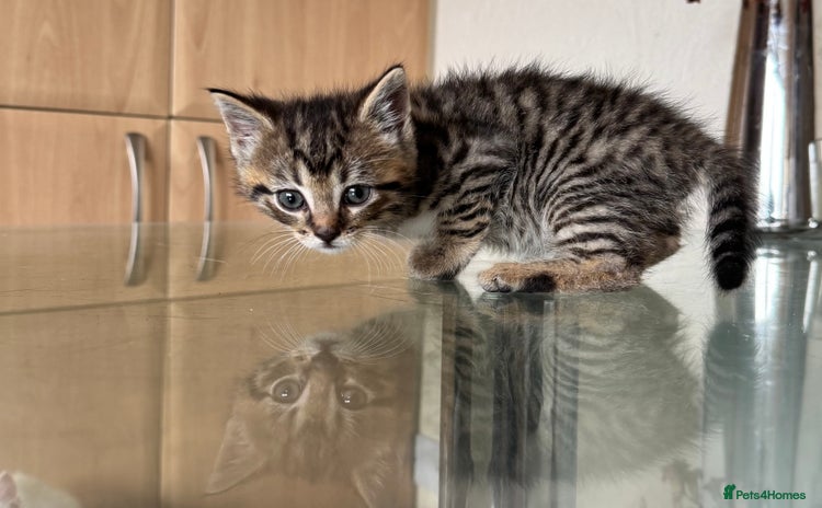 Bengal cats - Advert 1