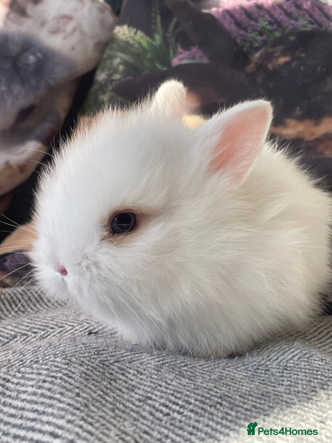Lionhead rabbits for sale: One male left. Blue eyes. Orange and white - Image 9