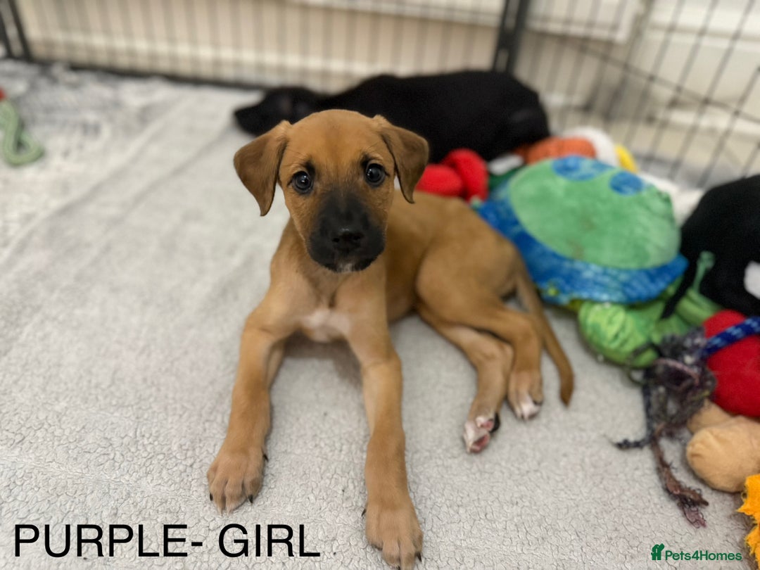 Lurcher dogs for sale: Saluki Bull Greyhound Puppies  - Advert 10