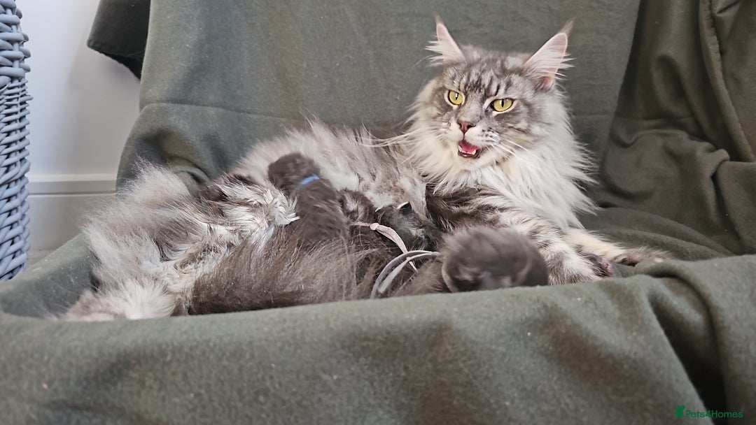 Maine Coon cats for sale: Tica registered maine coon giants kittens £1300 - Image 15