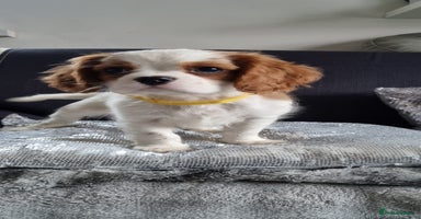 Cavalier King Charles Spaniel dogs - Advert 3