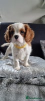 Cavalier King Charles Spaniel dogs - Advert 3