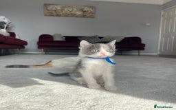 Ragdoll cats for sale: Four Lovely Ragdoll Cats  - Image 4