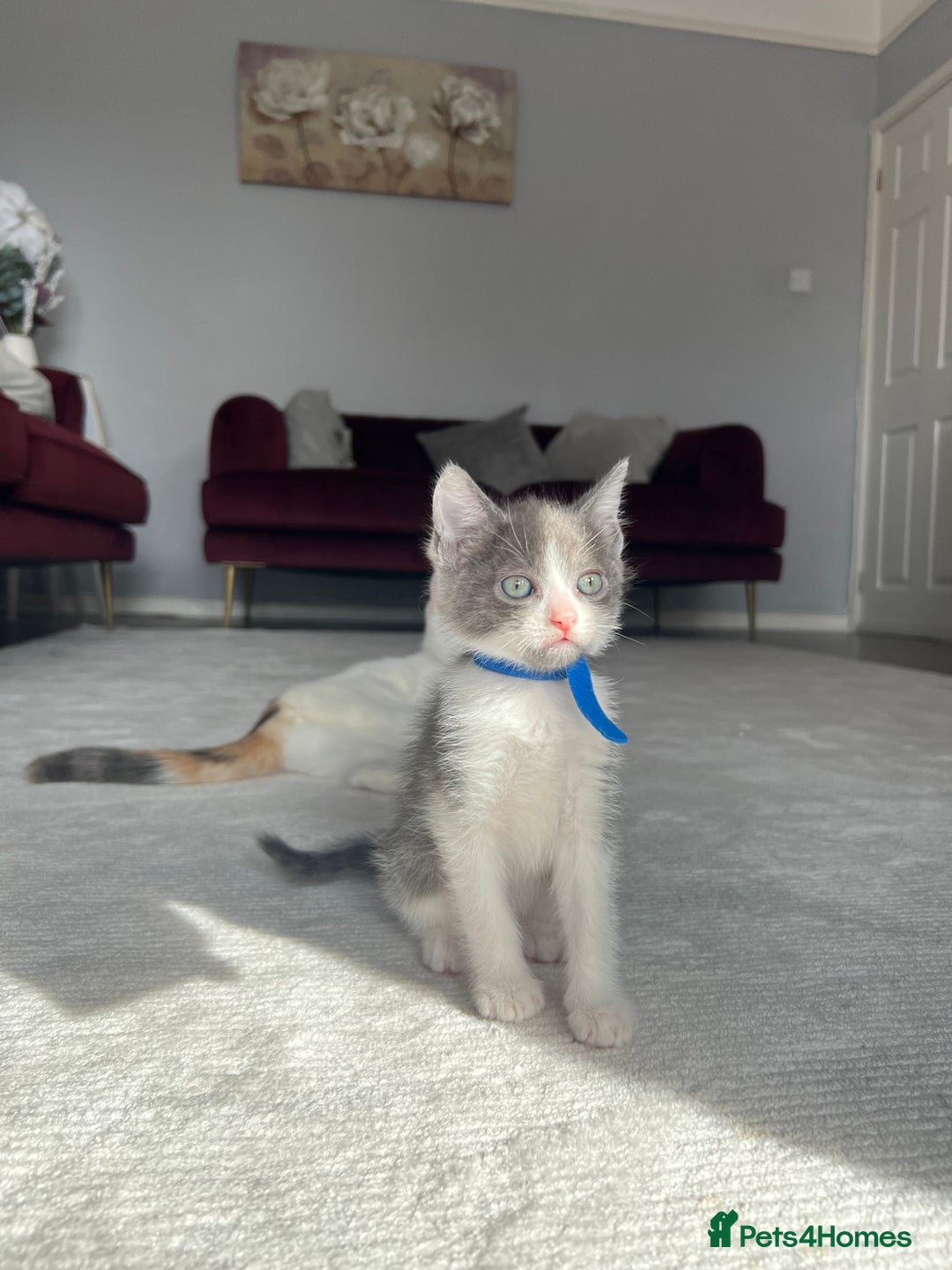 Ragdoll cats for sale: Four Lovely Ragdoll Cats  - Image 4