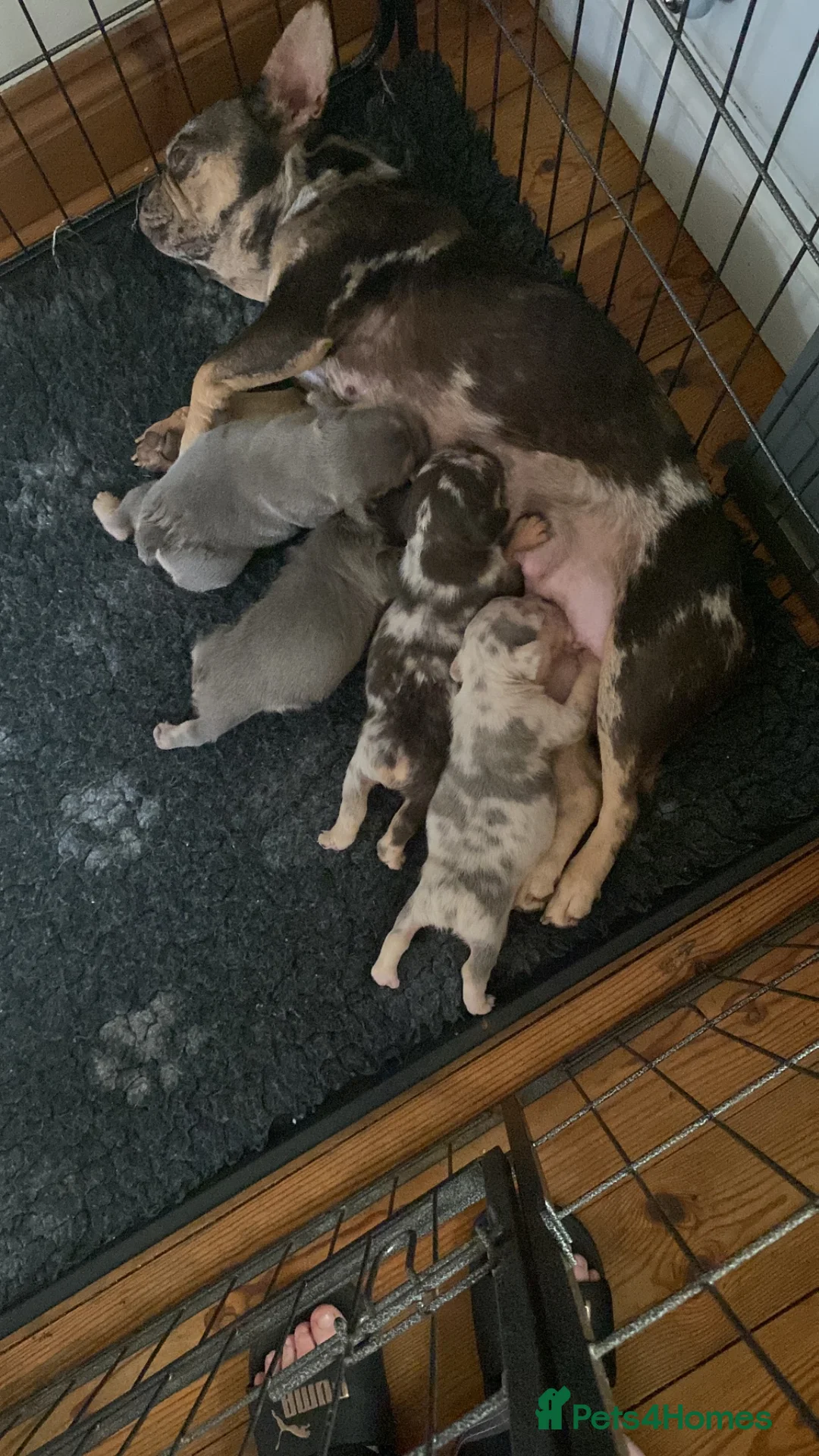 French Bulldog dogs for sale: Beautiful French Bull Dog Puppies in Stevenage - Advert 2