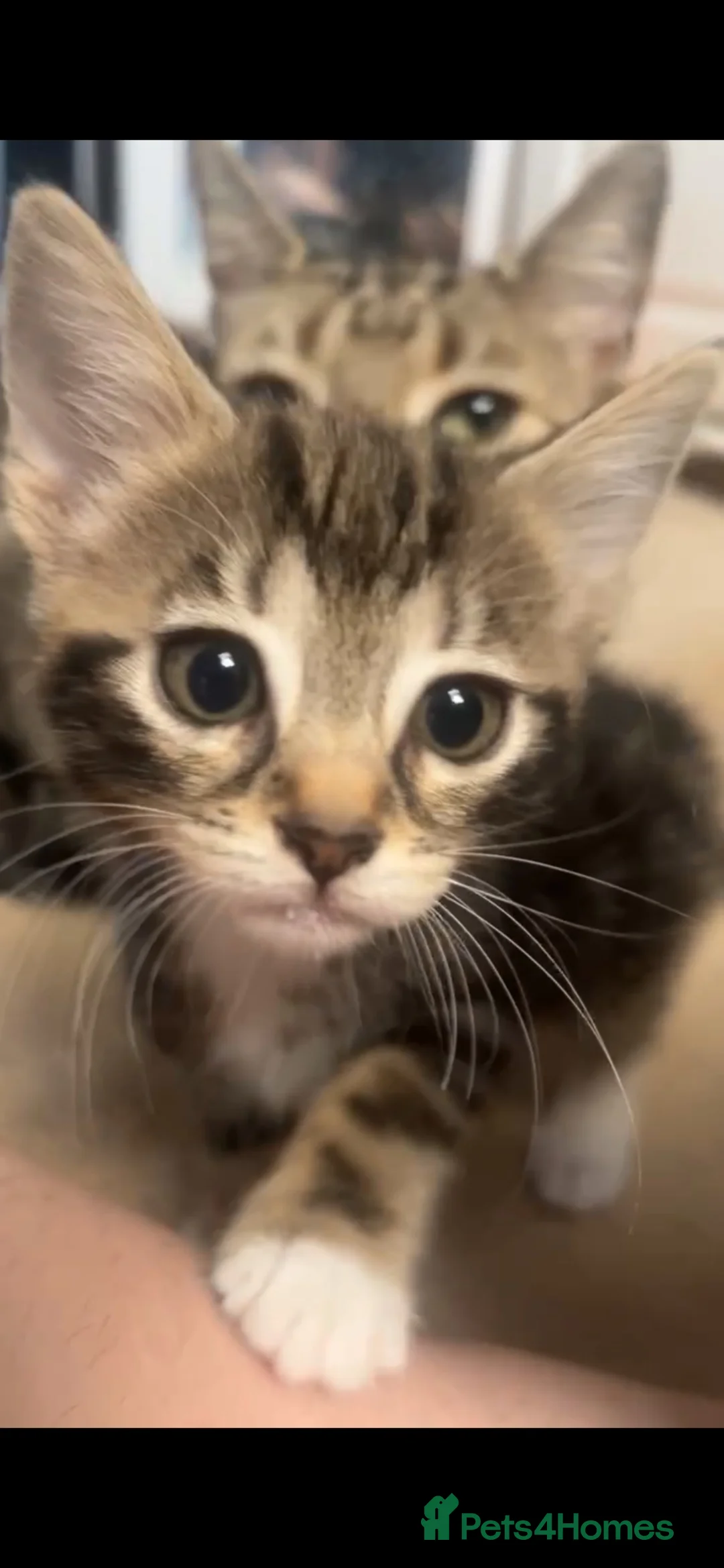 Mixed Breed cats for sale: Beautifully marked part bengal kittens in Sleaford - Advert 1